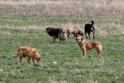 Başıboş sokak köpekleri düzenlemesi Meclis'e geliyor! Teklif imzaya açıldı