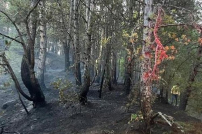 Kastamonu'da yıldırım düştü orman yangını çıktı