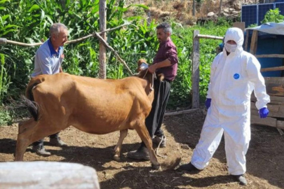 Adana Feke'de şarbon hastalığı görüldü! Aşılama başladı