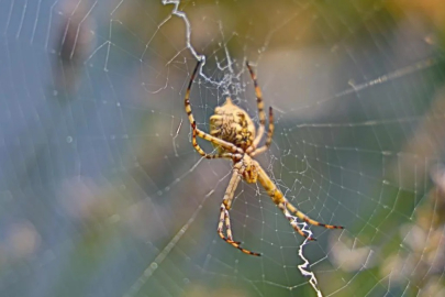 Aksaray'da dünyanın en zehirli örümceklerinden biri görüldü