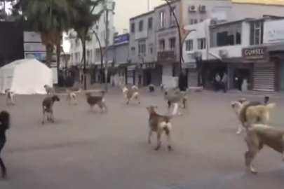 Mardin'de başıboş köpeklerin kavgasını vatandaşlar ayırdı