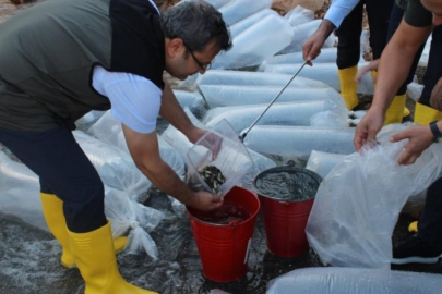 Siirt'te 1 milyon yavru sazan suya bırakıldı