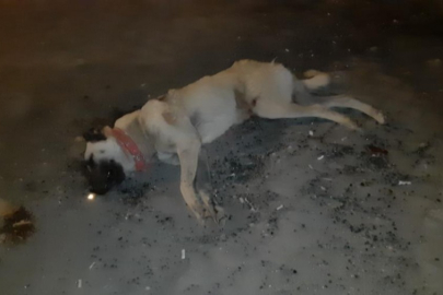 Köpeğe çarpan motosiklet devrildi, sürücü yaralandı