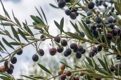 Zeytin üreticisinden rekolte beyanına yoğun ilgi