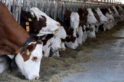 Avrupa ülkelerinden akademisyen ve öğrenciler sürdürülebilir hayvancılığı Bursa'da araştırdı