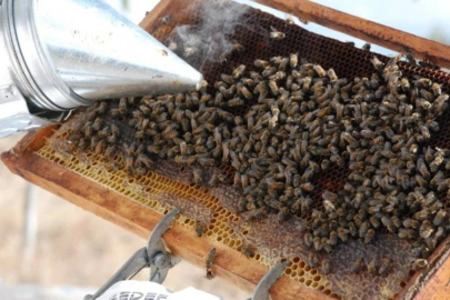 Hobi olarak başladı, şimdi servet kazanıyor! Kemik sorunları yaşayan kilo kilo alıyor