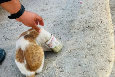 Yaramaz kedi, kafasını konserve kutusuna sıkıştırdı