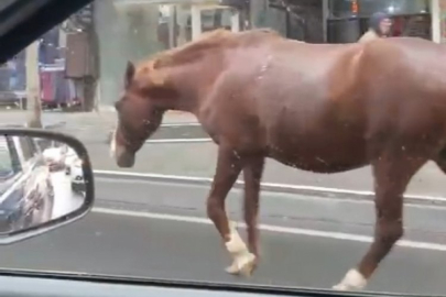 Sokaklarda gezen başıboş atlar şaşkınlığa sebep oldu