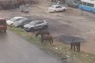 Tekirdağ'da sürücüler, başıboş atları görünce şaşırdı