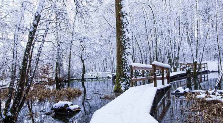 Maşukiye, Kocaeli