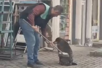 Elindeki fırçayla sokak köpeğini temizledi