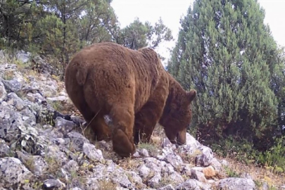 Bursa'da yaban hayvanları fotokapanla görüntülendi