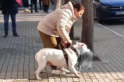 Ağızlıksız gezdirdiği Pitbull, kediyi parçalamıştı! Sahibi tutuklandı