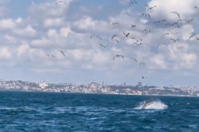 Marmara Denizi'nde gizemli olay! Yavru yunusu vura vura öldürdü