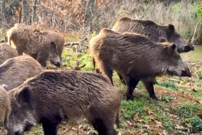 DKMP'den gülümseten paylaşım: Fotokapana yakalanan hayvanların sesi oldular