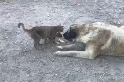 Bursa'da bir at çiftliğinde iç ısıtan görüntüler