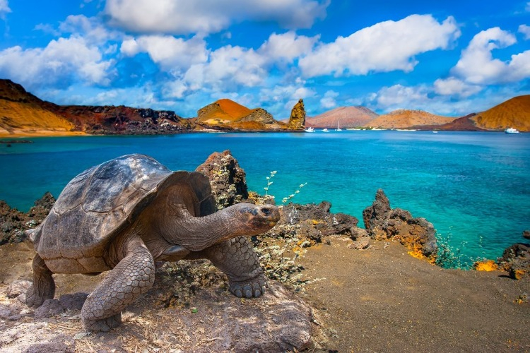 8. Galápagos Adaları, Ekvador