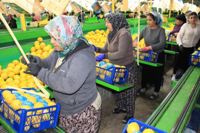 Limonda yoğun hasat dönemi: Fiyatı 6-7 TL'ye kadar düştü