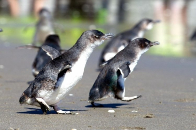 Penguenlerin boşanması koloninin tamamını etkiliyor mu?