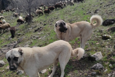 Elazığ'da avcılar bir kangalı telef edip birini de yaraladı