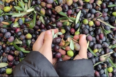 Marmarabirlik'te zeytin alımları geçen yılın üstünde!