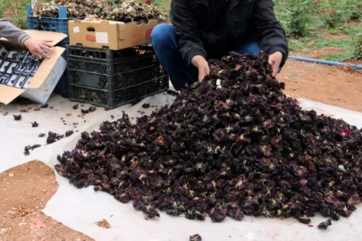 Sadece Urfa’da yetişiyor, yaprağı servet kazandırıyor! 1 litresi 42 bin euro