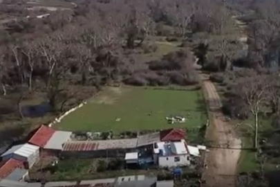 Bursa'da barınaktan kaçan bozayı, Karacabey Longoz Ormanları'nda yakalandı