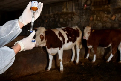 Tunceli'nin Pertek ilçesinde şap karantinası